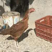 سه عدد مرغ لاری|حیوانات مزرعه|قزوین, |دیوار