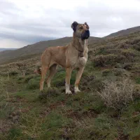 واگذاری سگ سرابی ماده شکار از نسل شکار قهرمان