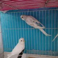 مرغ عشق|پرنده|گرگان, |دیوار