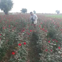 گل رز|گل و گیاه طبیعی|دزفول, |دیوار