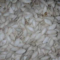 تخمه کدو تی ۱۹درجه یک