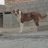 توله سگ خراسانی