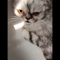 واگذاری گربه