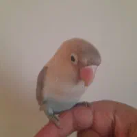 عرویس هلندی و برزیلی|پرنده|قرچک, میرزائی شمالی|دیوار