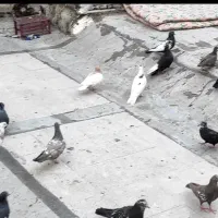 کبوتر|پرنده|شیراز, شاهچراغ|دیوار