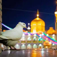 تور ریلی  مشهد مقدس|تور و چارتر|تهران, صادقیه|دیوار