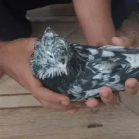 نر دم سفید|پرنده|اهواز, کوی رمضان|دیوار