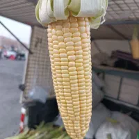 بلال مکزیکی