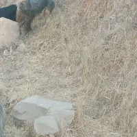 بز نر معاوفه دارم