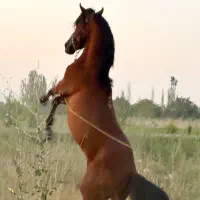 اسب نریان