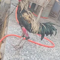 خروس لاری اصیل|عمدهفروشی|بم, |دیوار