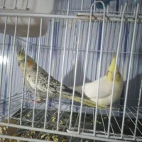 عروس هلندی|پرنده|ماکو, |دیوار