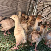 جوجه بوقلمون ۲۰ روزه برنز و بوربون|حیوانات مزرعه|بابل, |دیوار