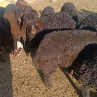 4راس بره نر افشاری