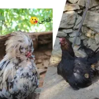 زه‌ویم ئه‌ویت بو جوتیاری