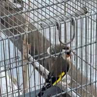 سهره سهره قناری