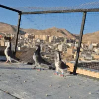کبوتر پلاکی و شهری دس اولی
