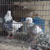 طوقی .موشی.کبوتر