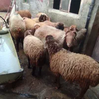 گوسفند نر باب داشت و پروار|حیوانات مزرعه|بیلوار, |دیوار