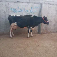 گاو بدون گوساله شیری|حیوانات مزرعه|مینودشت, |دیوار