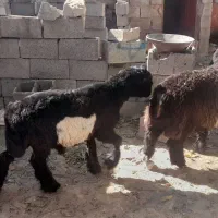 بره نر .داشتی|حیوانات مزرعه|فارسان, |دیوار