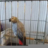 یک عدد کاسکو دم قرمز