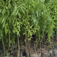 نهال بادام با باردهی مطمئن،انتخاب آینده دار|خدمات باغبانی و درختکاری|محمدیه-قزوین, |دیوار