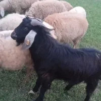 بز نر عراقی