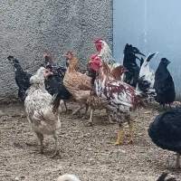 مرغ و و جوجه گلین|حیوانات مزرعه|ورامین, قويينک زهری|دیوار