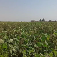 پیش فروش ماش|حراج|شوشتر, |دیوار