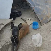 سگ مالینیوز