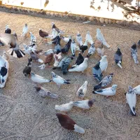 (تعدادی کبوتر،فروش فوری)|پرنده|معصومیه, |دیوار