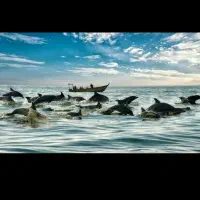 گشت جزیره قشم با راننده بومی|تور و چارتر|قشم, |دیوار