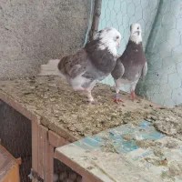 کفتر سهره قناری