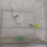 فنچ بنگال