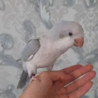 طوطی راهب و گرینچیک|پرنده|زنجان, |دیوار