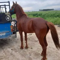 دوراس نریان چاق وسرحال