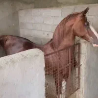 اسب نریون کرد