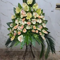 گل طبیعی تاج جام تاجگل دایره ای هلال درباری شبکه|گل و گیاه طبیعی|تهران, منیریه|دیوار