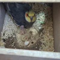 جفت عروس هلندی همراه دو جوجه و وسایل