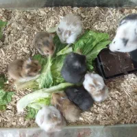 حیوانات خانگی|موش و خرگوش|بیرجند, |دیوار