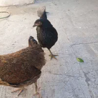 مرغ تازه ۳ماهه موقع تخم گداشتن شونه|حیوانات مزرعه|قم, علی آباد سعدگان|دیوار