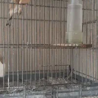 ۳تا قفس سهره