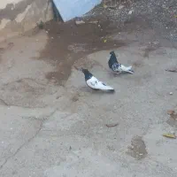 کبوتر قرع کوینج