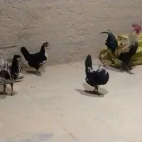 مرغ وخروس گلین|حیوانات مزرعه|رباط‌کریم, نصیرشهر|دیوار