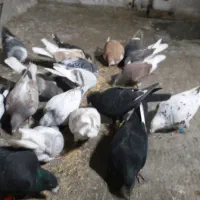 کبوتران گرفتنی