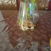 تراریوم|گل و گیاه طبیعی|تهران, سازمان برنامه جنوبی|دیوار