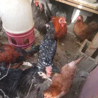 با سلام تعدادی مرغ محلی به فروش می‌رسد