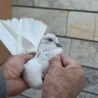 کفتر پرشی غریب گیری|پرنده|محمدشهر, ولدآباد|دیوار