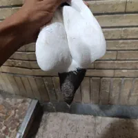کفتر سینه سیاه|پرنده|مشهد, کوی دروی|دیوار